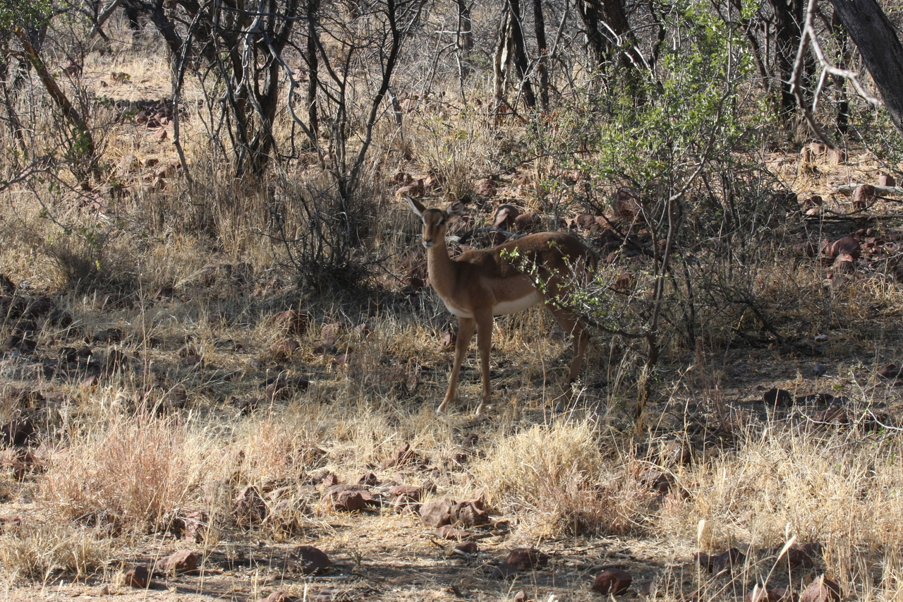[1900] 2016_06_22_03_46_32_Africa_Canon_EOS_40D_IMG__00422.jpg