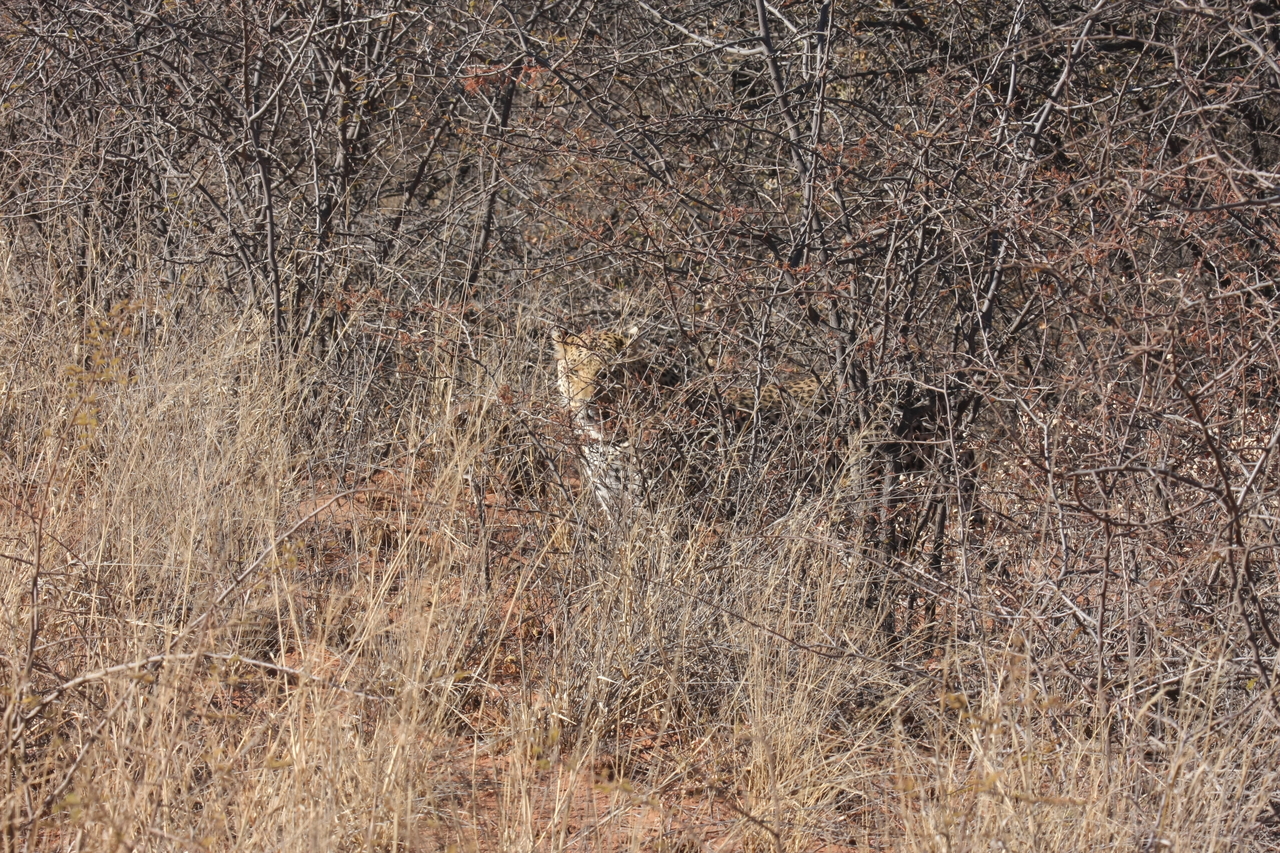 [1918] 2016_06_22_03_55_58_Africa_Canon_EOS_40D_IMG__00426.jpg