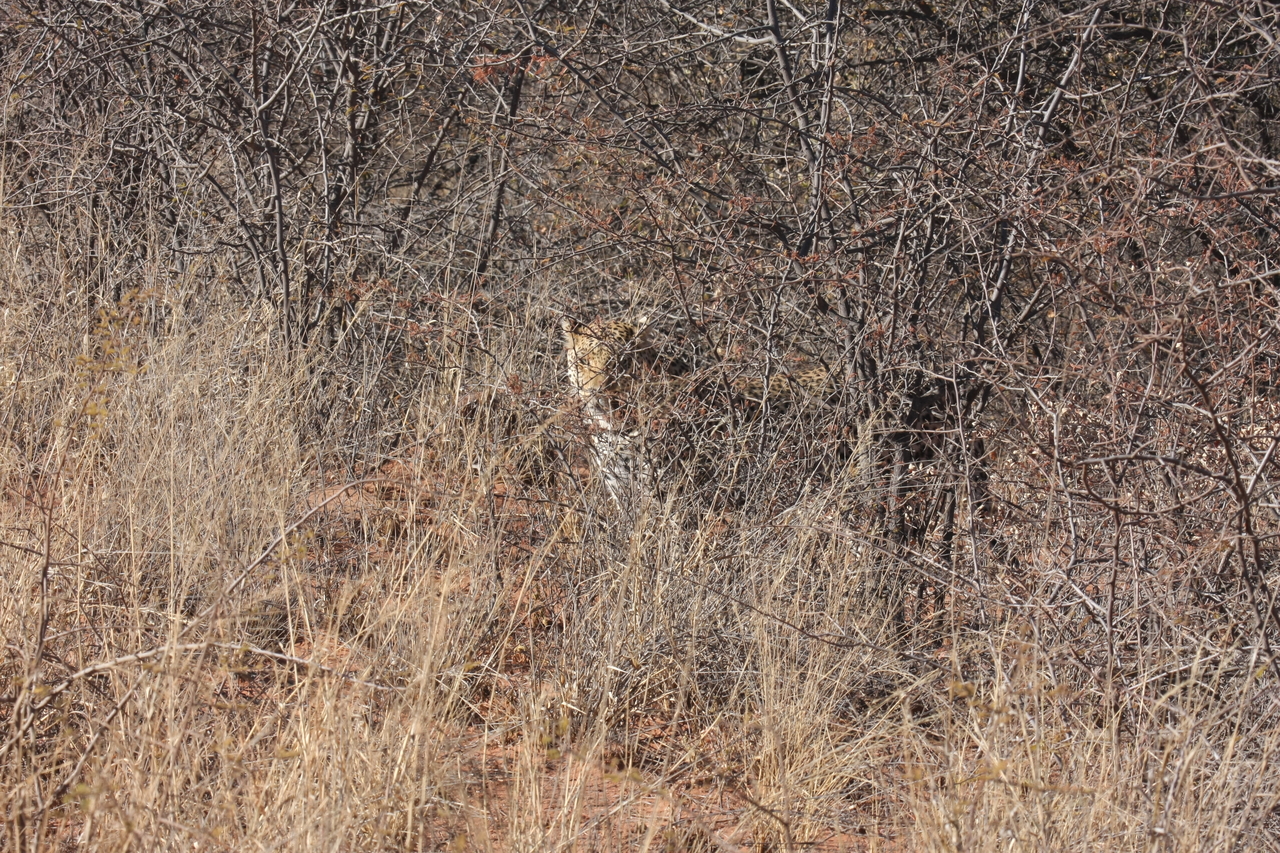 [1920] 2016_06_22_03_55_58_Africa_Canon_EOS_40D_IMG__00444.jpg