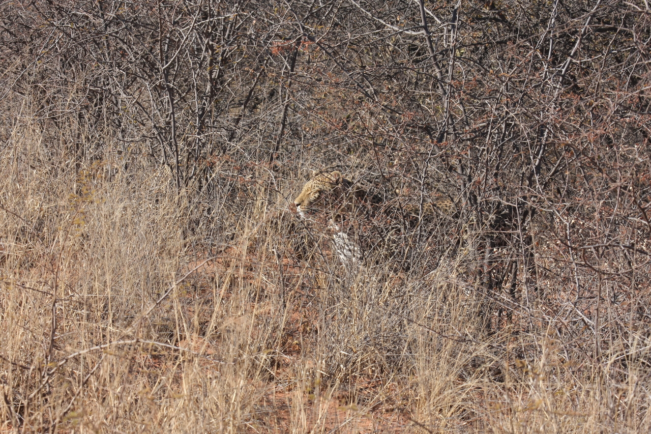[1928] 2016_06_22_03_56_00_Africa_Canon_EOS_40D_IMG__00447.jpg
