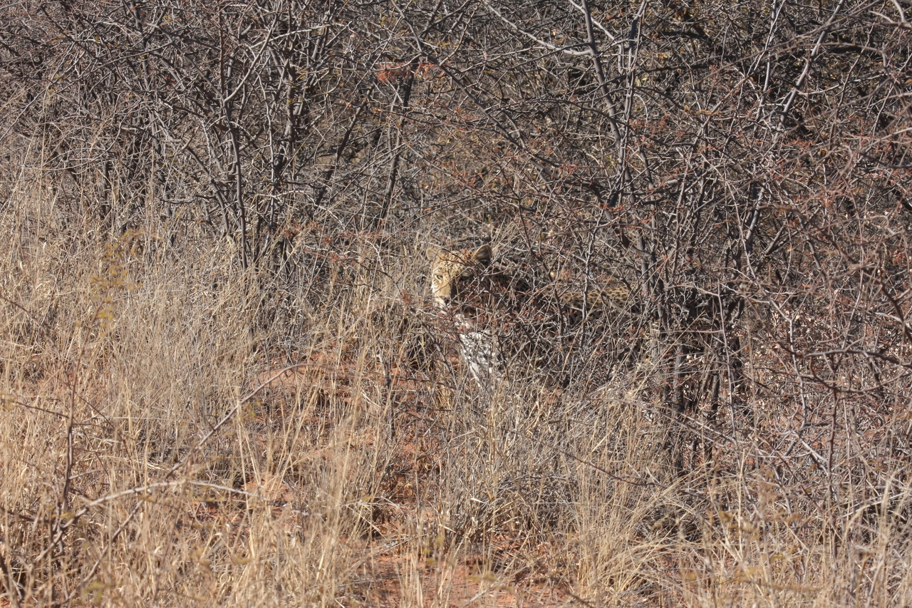 [1939] 2016_06_22_03_56_03_Africa_Canon_EOS_40D_IMG__00451.jpg