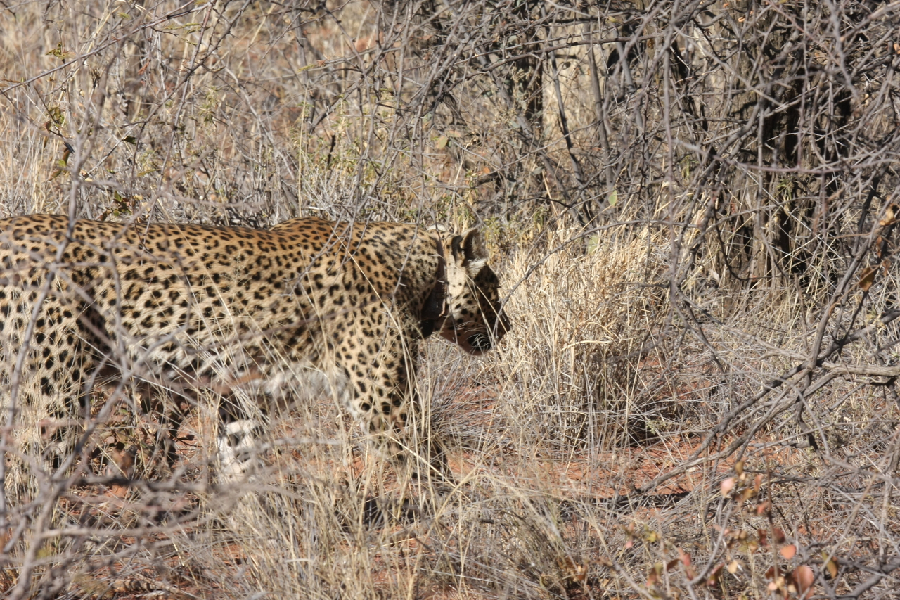 [1956] 2016_06_22_03_56_33_Africa_Canon_EOS_40D_IMG__00438.jpg