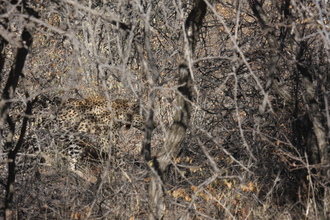 [1969] 2016_06_22_03_56_53_Africa_Canon_EOS_40D_IMG__00461.jpg