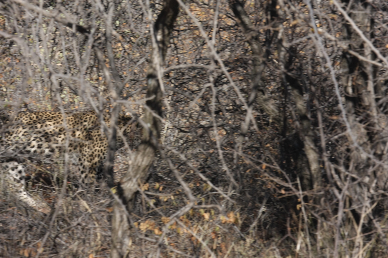 [1970] 2016_06_22_03_56_53_Africa_Canon_EOS_40D_IMG__00462.jpg
