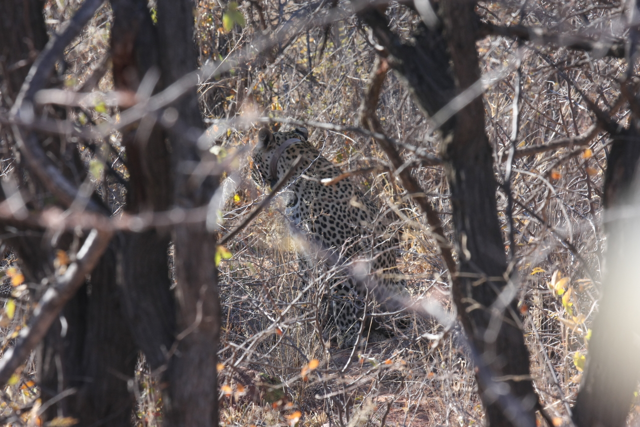 [1986] 2016_06_22_04_05_14_Africa_Canon_EOS_40D_IMG__00448.jpg