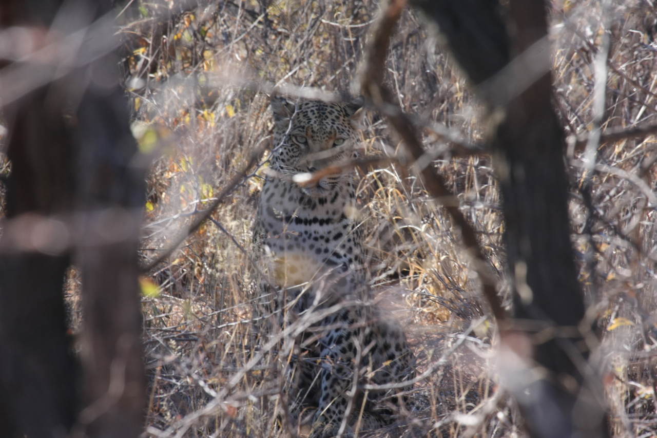 [2027] 2016_06_22_04_05_45_Africa_Canon_EOS_40D_IMG__00481.jpg