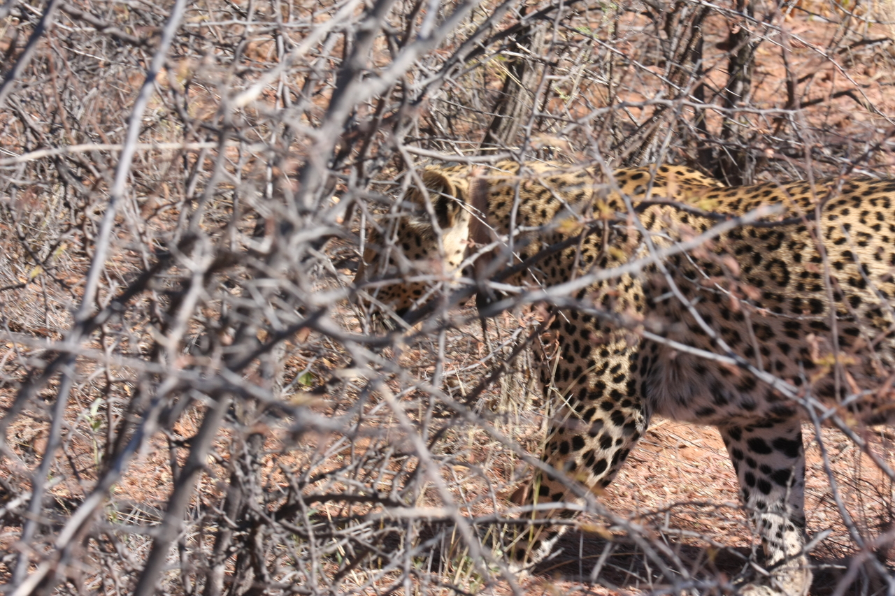 [2122] 2016_06_22_04_07_35_Africa_Canon_EOS_40D_IMG__00494.jpg