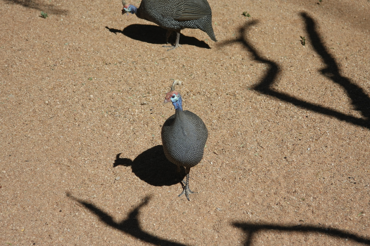 [2299] 2016_06_22_07_41_40_Africa_Canon_EOS_40D_IMG__00521.jpg