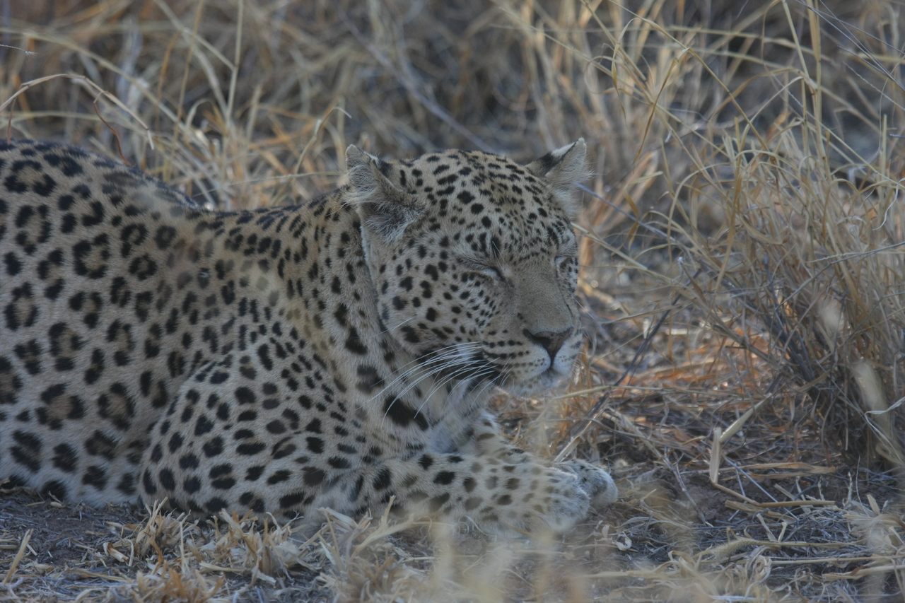 [2610] 2016_06_22_10_59_40_Africa_Canon_EOS_40D_IMG__08006.jpg