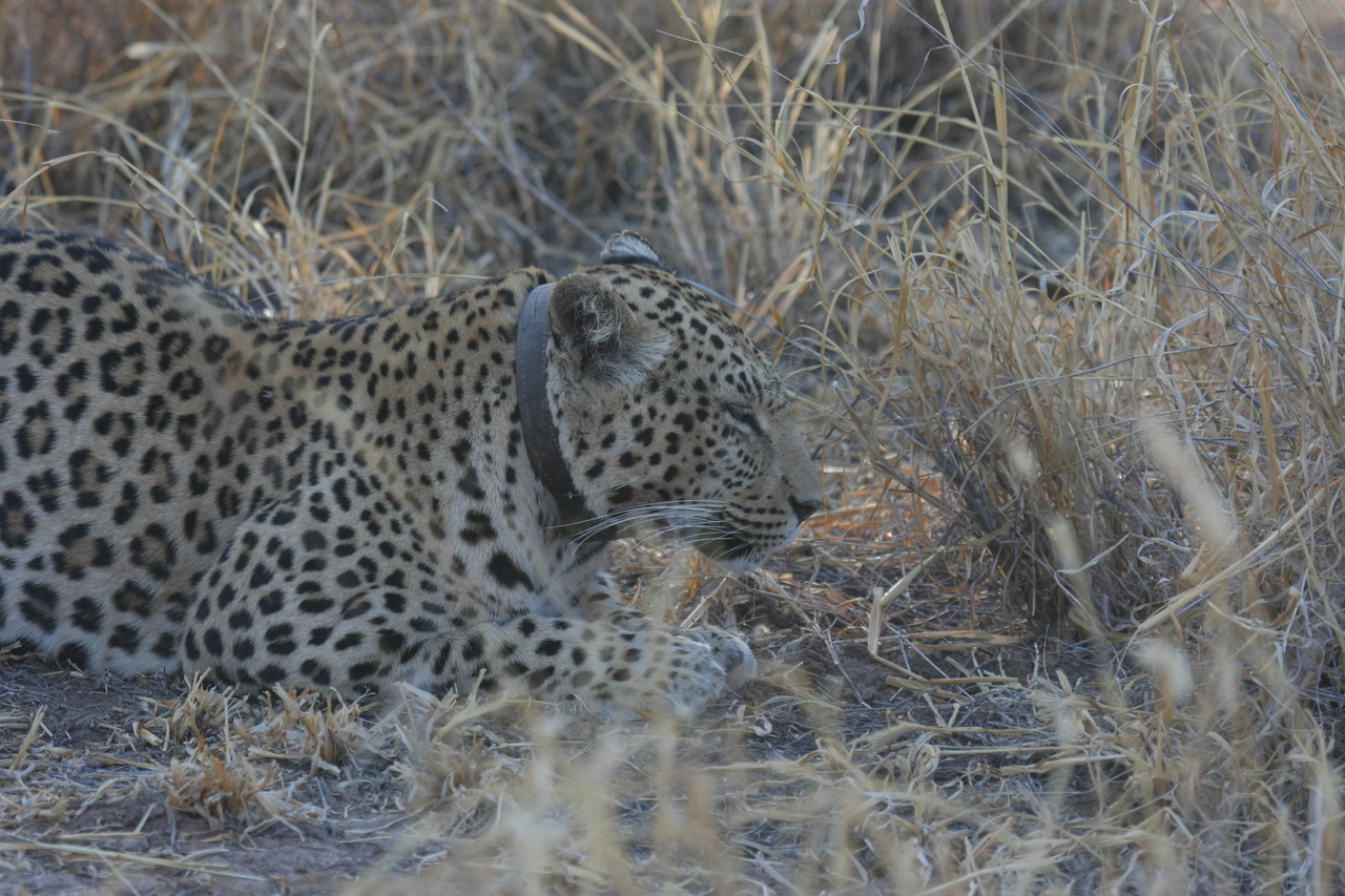 [2617] 2016_06_22_11_00_03_Africa_Canon_EOS_40D_IMG__00543.jpg