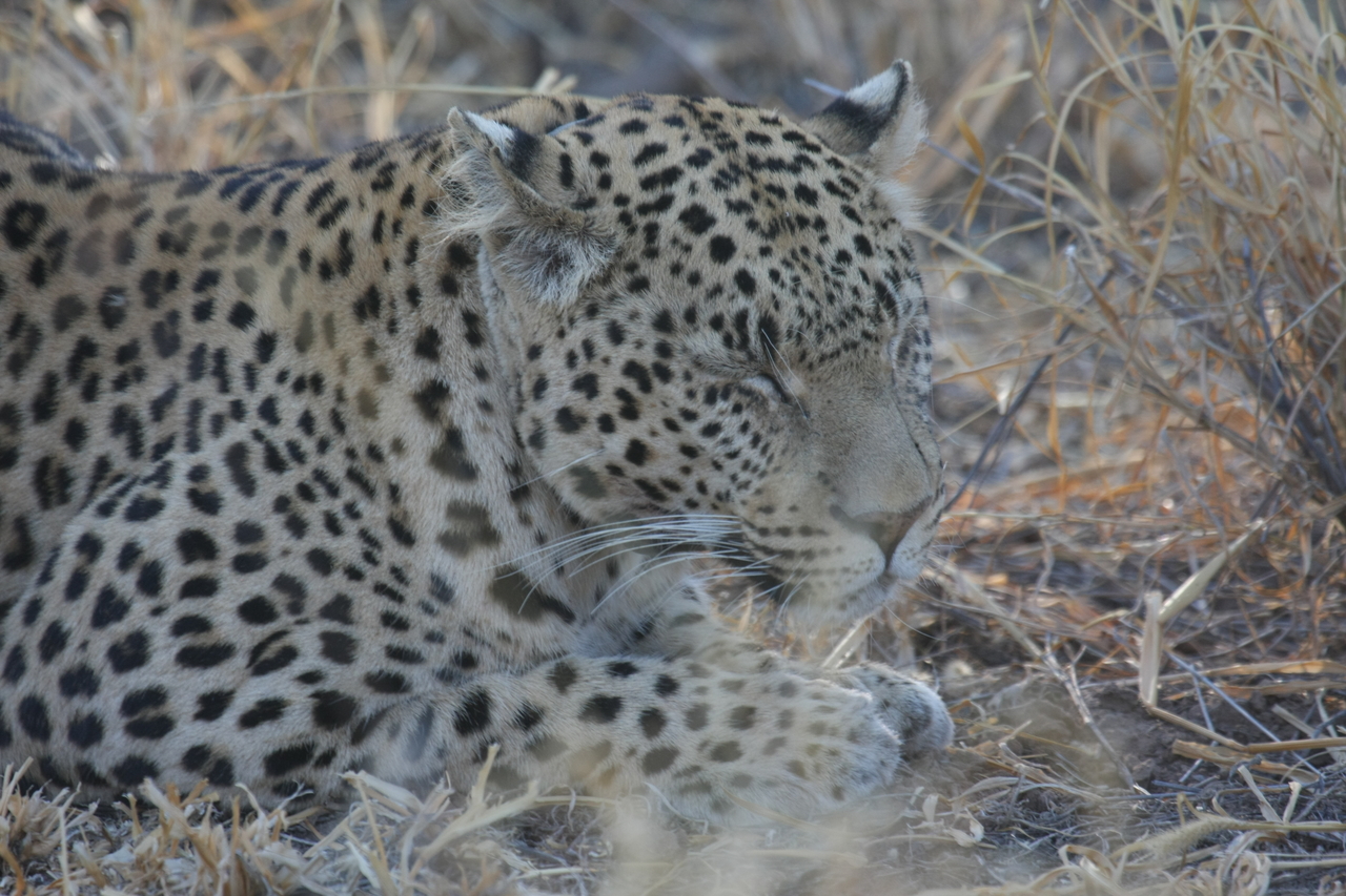 [2662] 2016_06_22_11_01_14_Africa_Canon_EOS_40D_IMG__00558.jpg