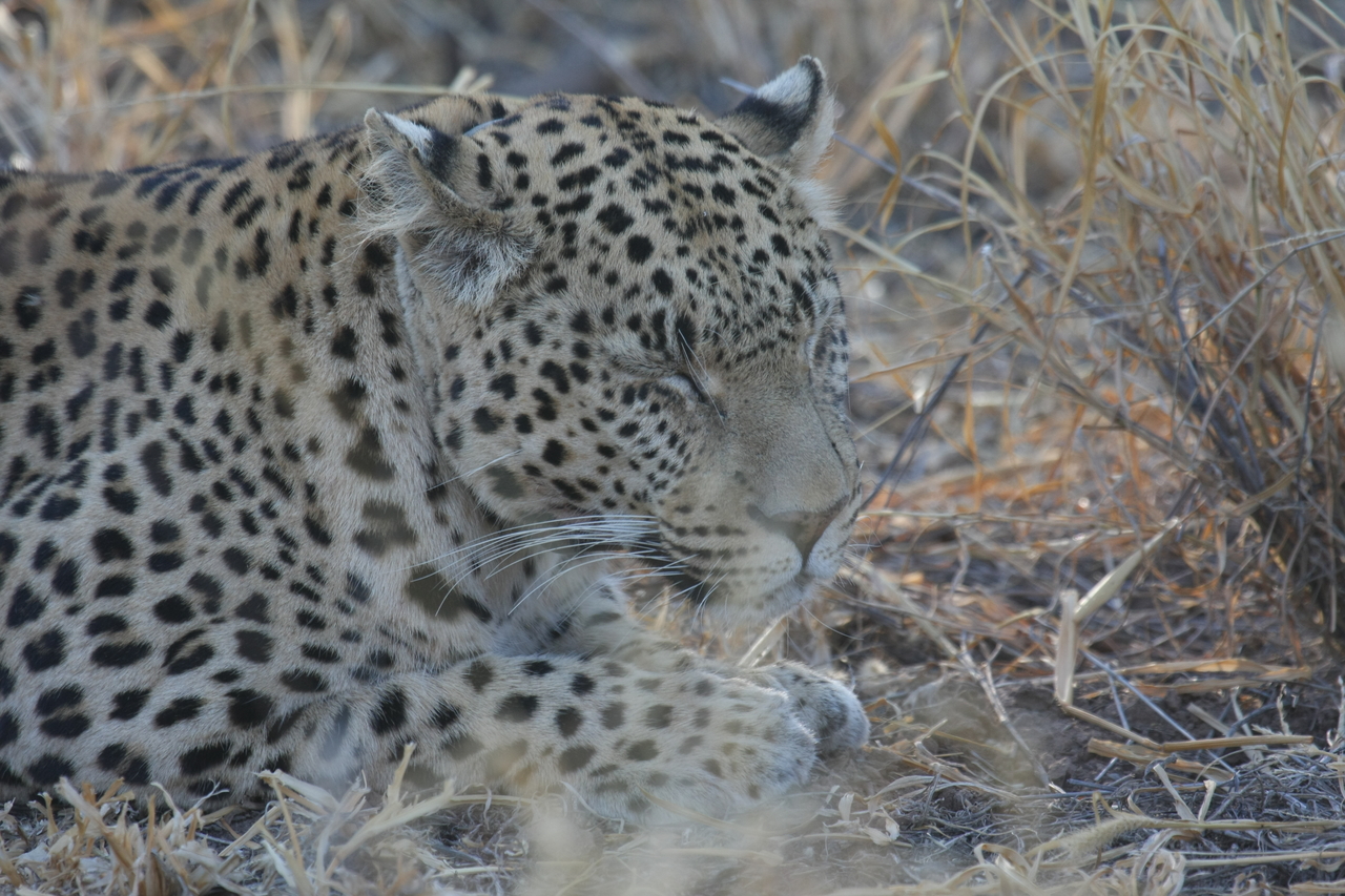 [2665] 2016_06_22_11_01_16_Africa_Canon_EOS_40D_IMG__00559.jpg
