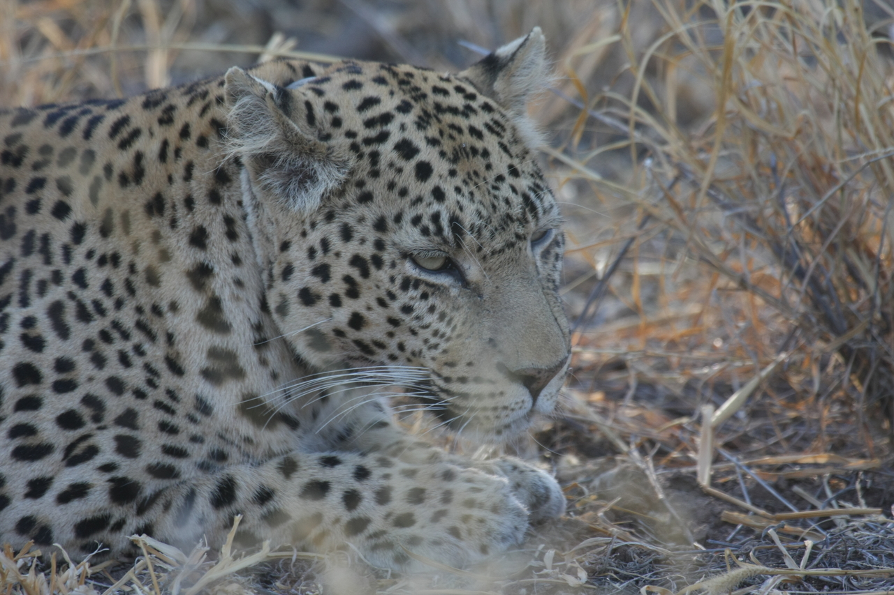 [2669] 2016_06_22_11_01_24_Africa_Canon_EOS_40D_IMG__00561.jpg