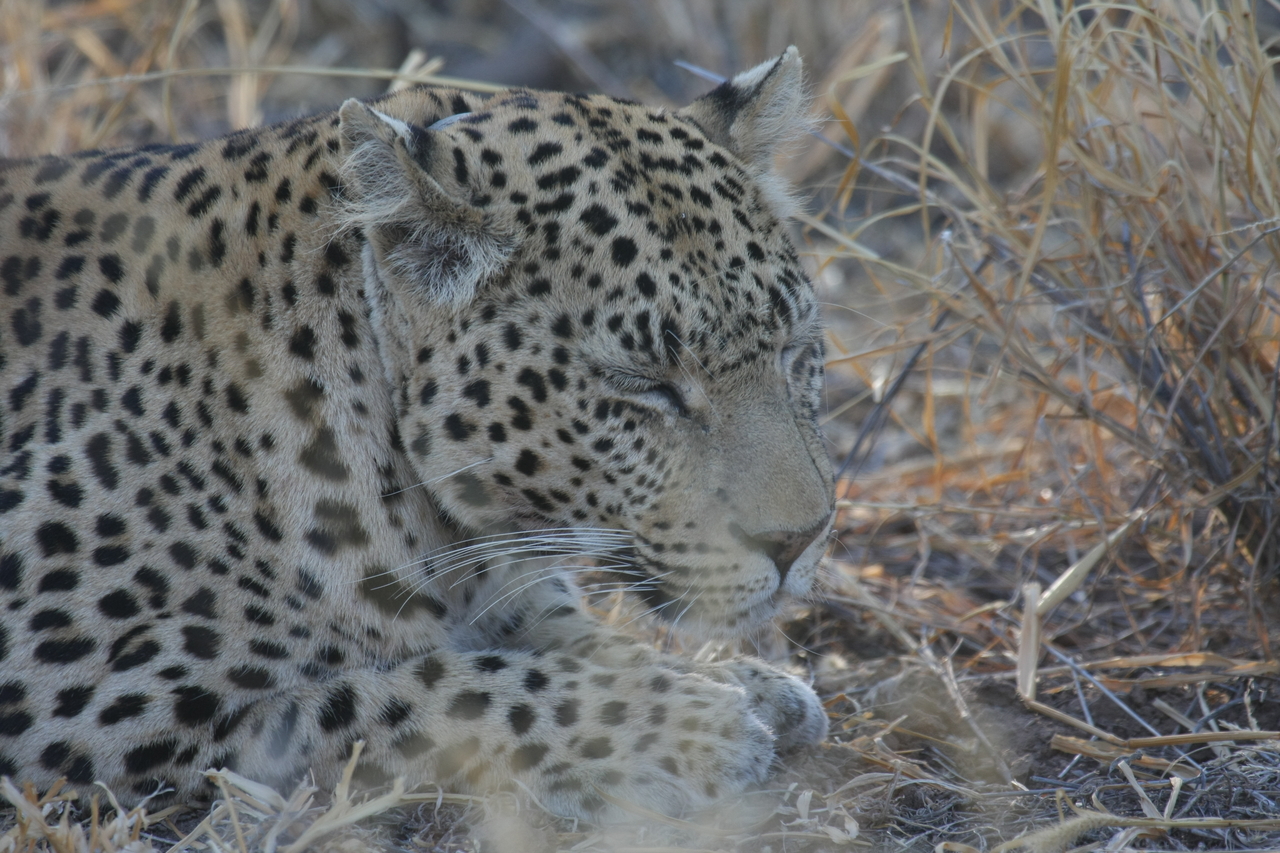 [2674] 2016_06_22_11_01_27_Africa_Canon_EOS_40D_IMG__00562.jpg