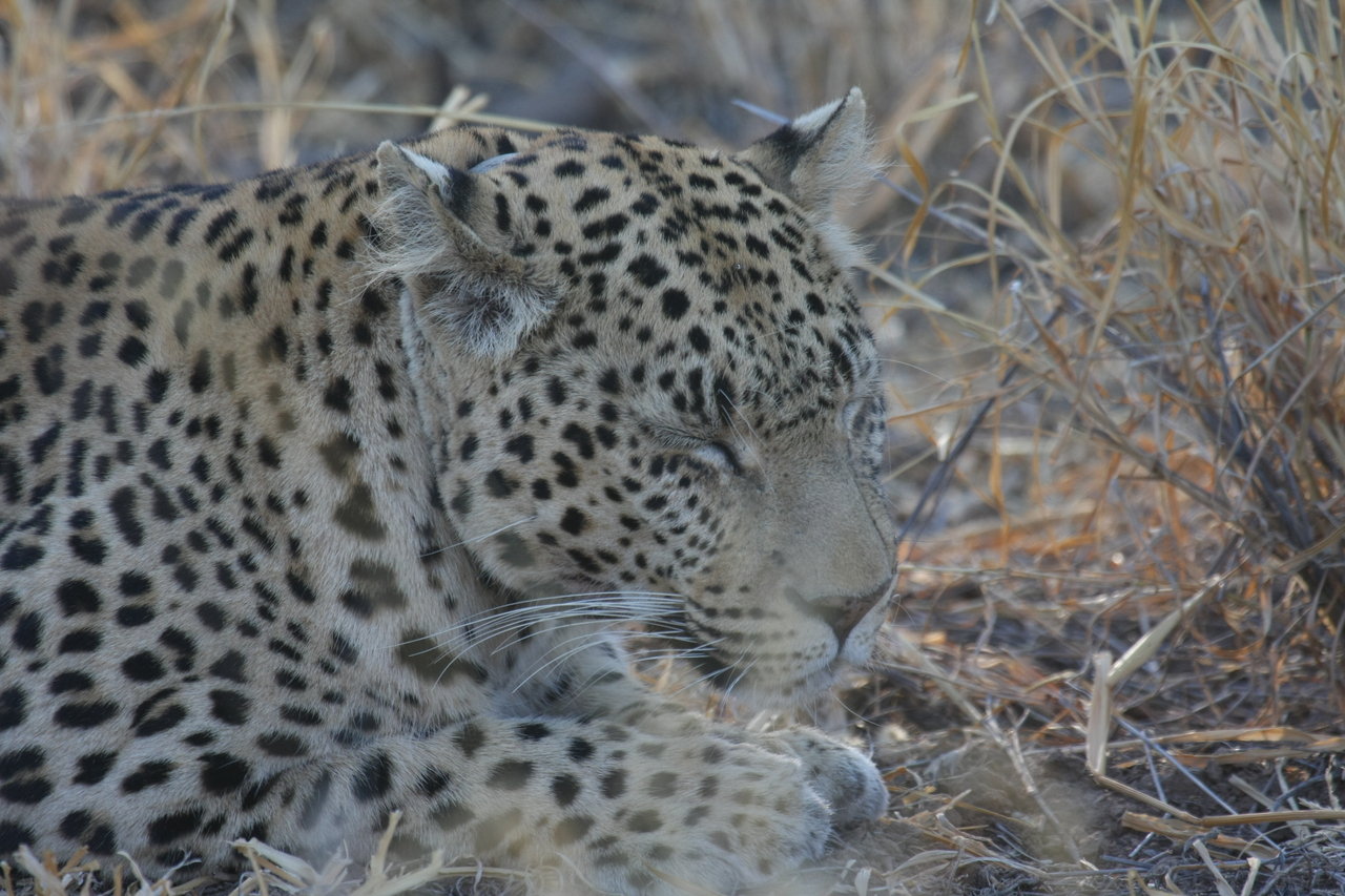 [2678] 2016_06_22_11_01_36_Africa_Canon_EOS_40D_IMG__00582.jpg