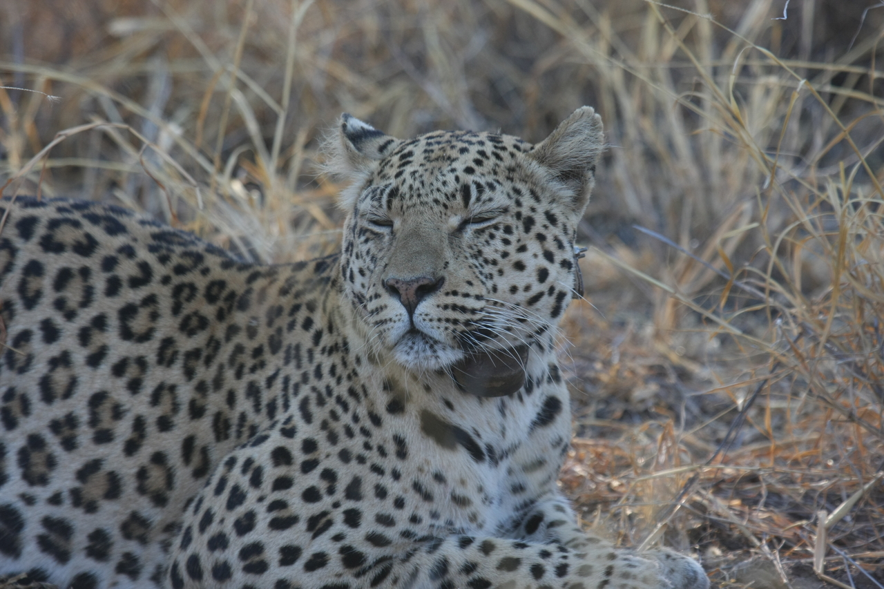 [2719] 2016_06_22_11_02_13_Africa_Canon_EOS_40D_IMG__00577.jpg