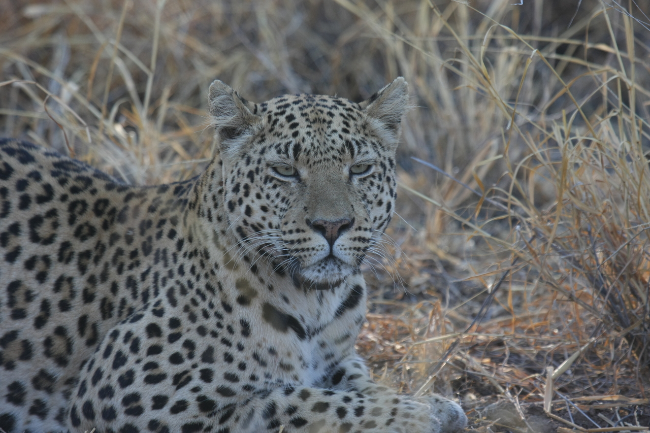 [2723] 2016_06_22_11_02_15_Africa_Canon_EOS_40D_IMG__00579.jpg