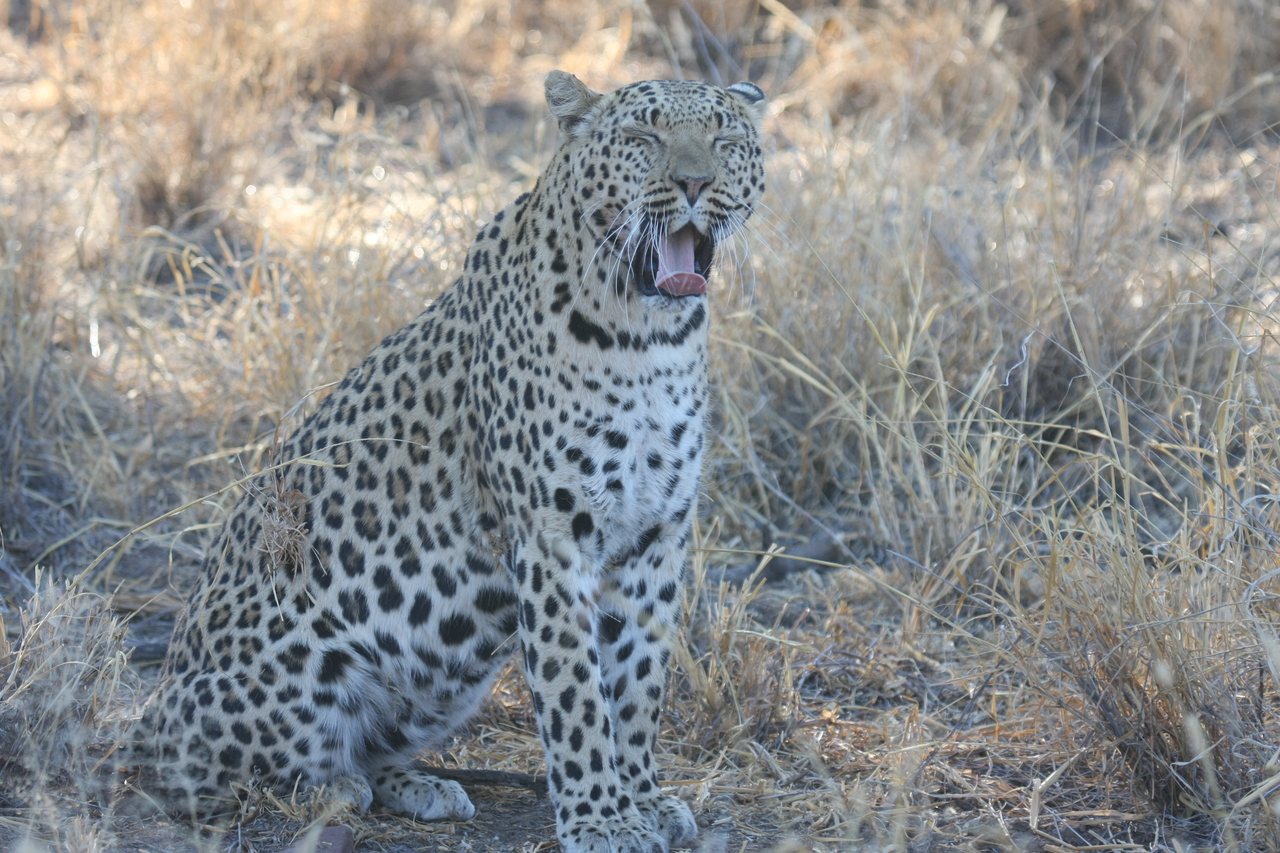 [2741] 2016_06_22_11_02_23_Africa_Canon_EOS_40D_IMG__00603.jpg
