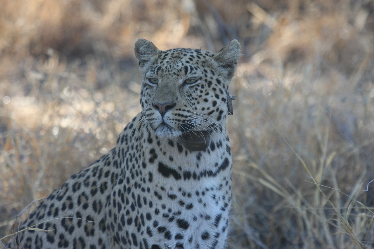 [2761] 2016_06_22_11_02_39_Africa_Canon_EOS_40D_IMG__00591.jpg