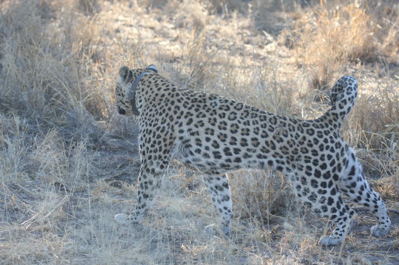[2782] 2016_06_22_11_02_45_Africa_Canon_EOS_40D_IMG__00616.jpg