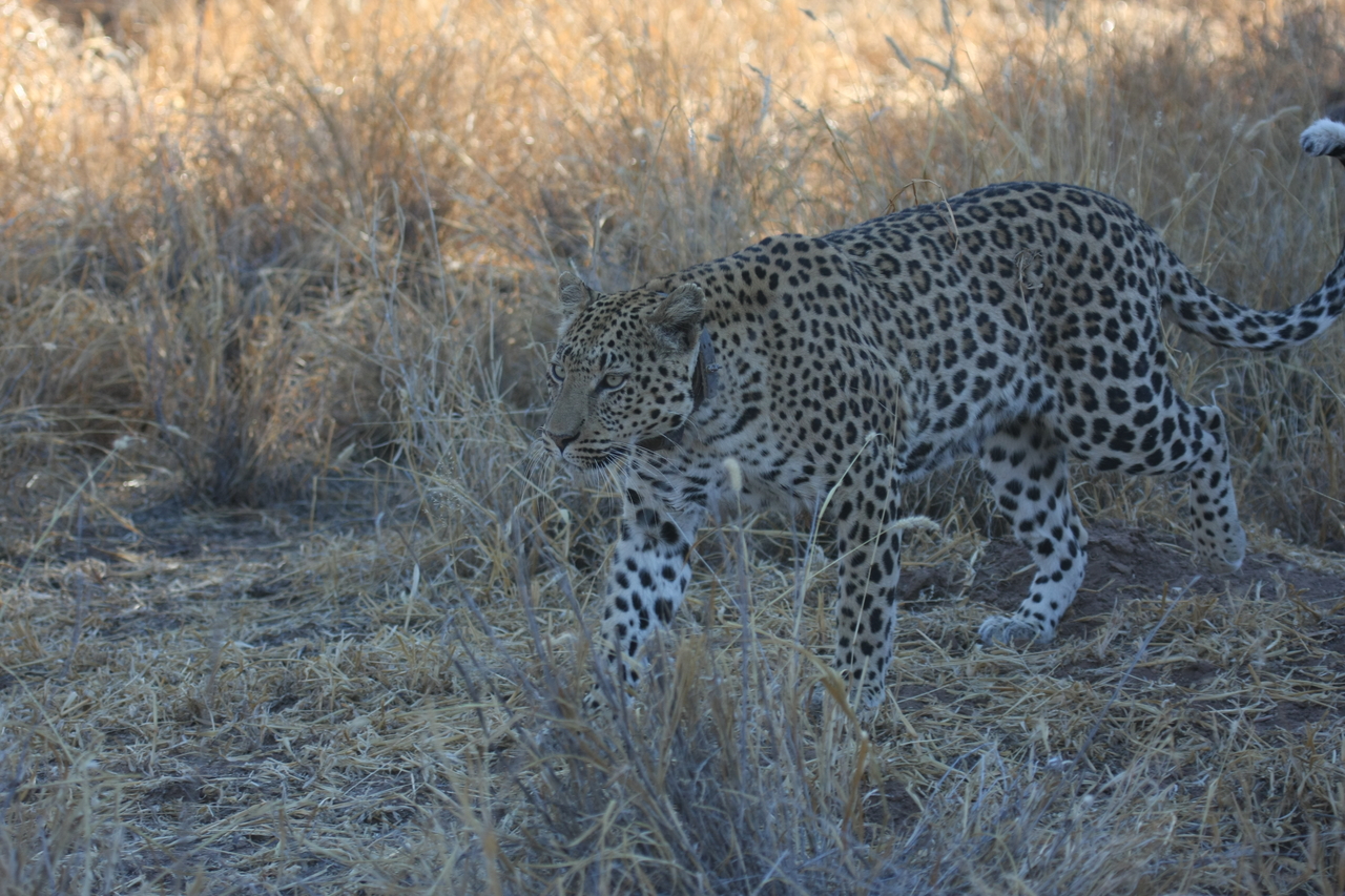 [2794] 2016_06_22_11_02_54_Africa_Canon_EOS_40D_IMG__00600.jpg