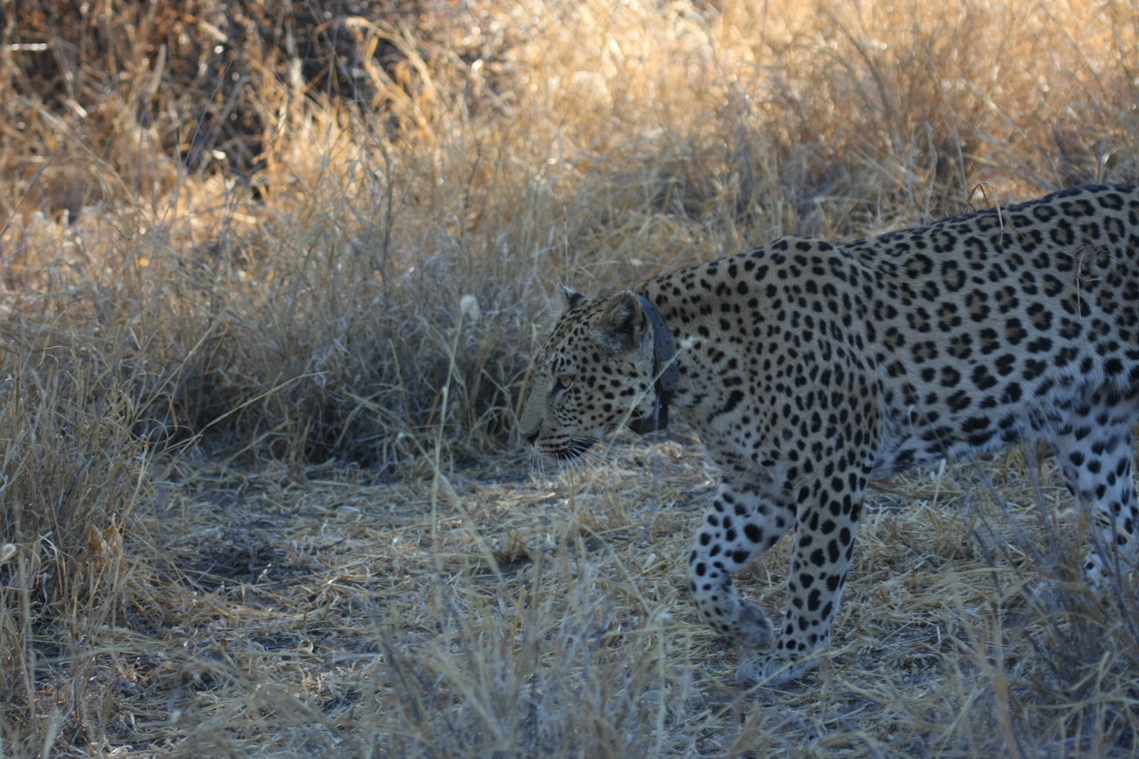 [2805] 2016_06_22_11_02_55_Africa_Canon_EOS_40D_IMG__00622.jpg