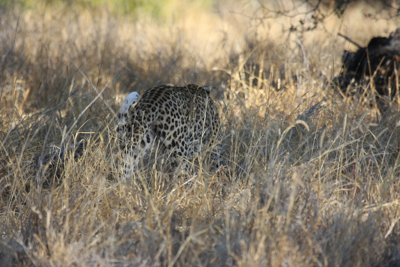 [2885] 2016_06_22_11_04_17_Africa_Canon_EOS_40D_IMG__00649.jpg