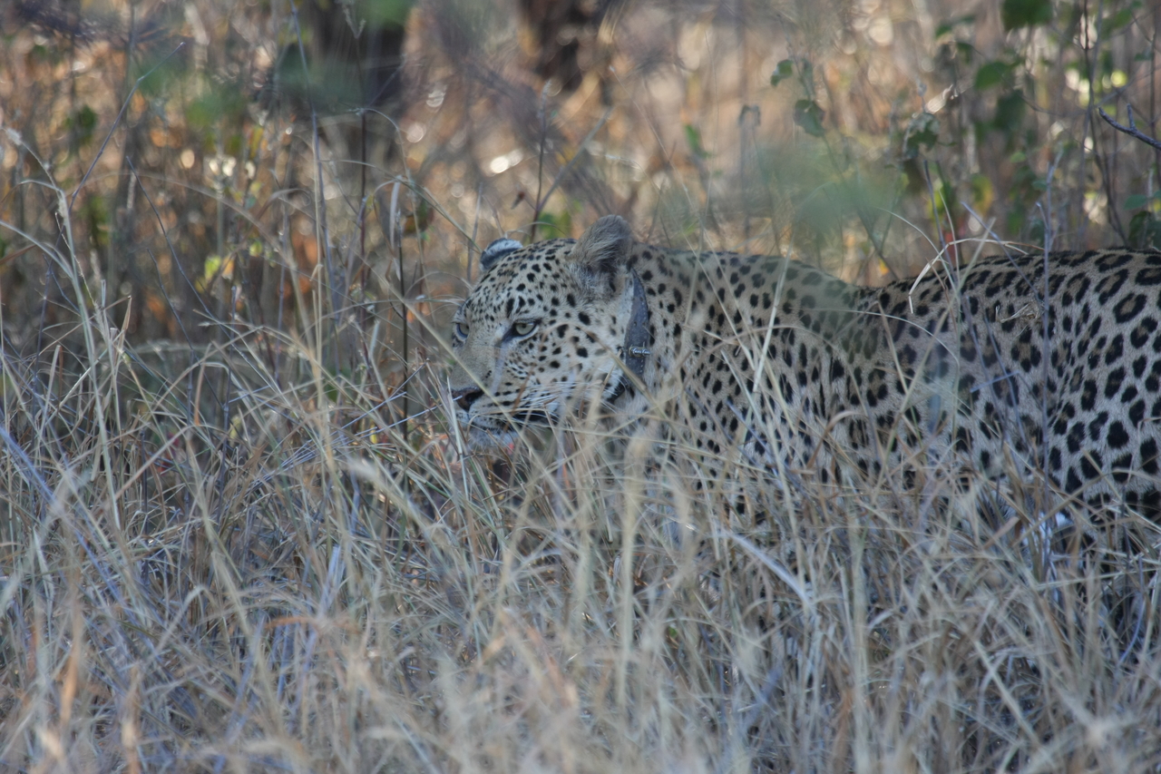 [2975] 2016_06_22_11_10_50_Africa_Canon_EOS_40D_IMG__08123.jpg