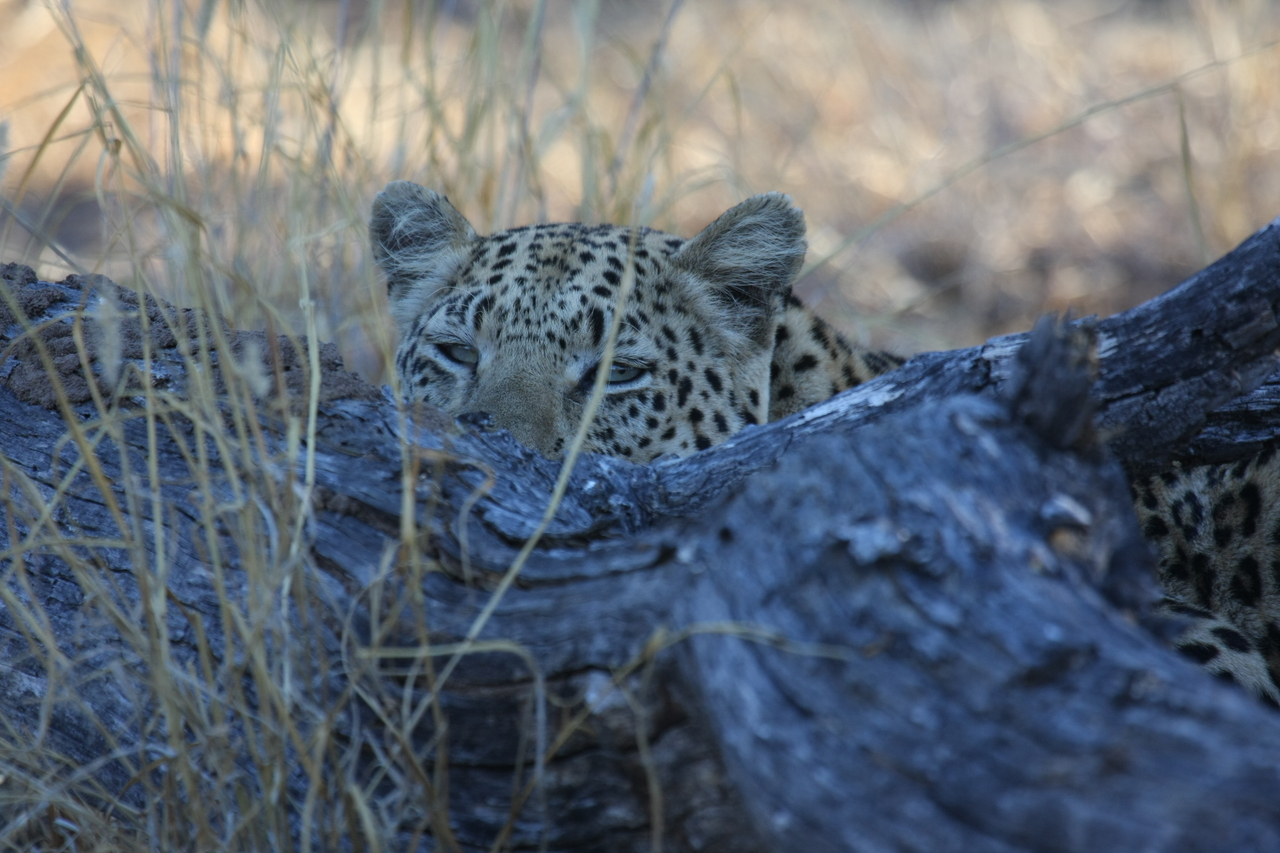 [2996] 2016_06_22_11_18_04_Africa_Canon_EOS_40D_IMG__08128.jpg
