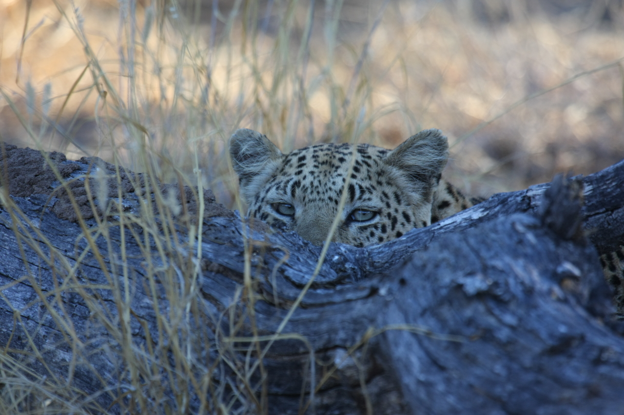 [3008] 2016_06_22_11_18_24_Africa_Canon_EOS_40D_IMG__00686.jpg