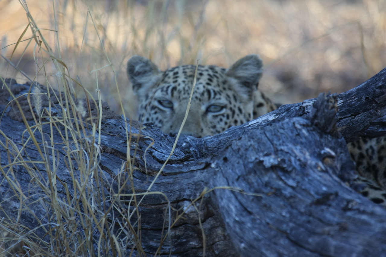 [3019] 2016_06_22_11_18_33_Africa_Canon_EOS_40D_IMG__00689.jpg