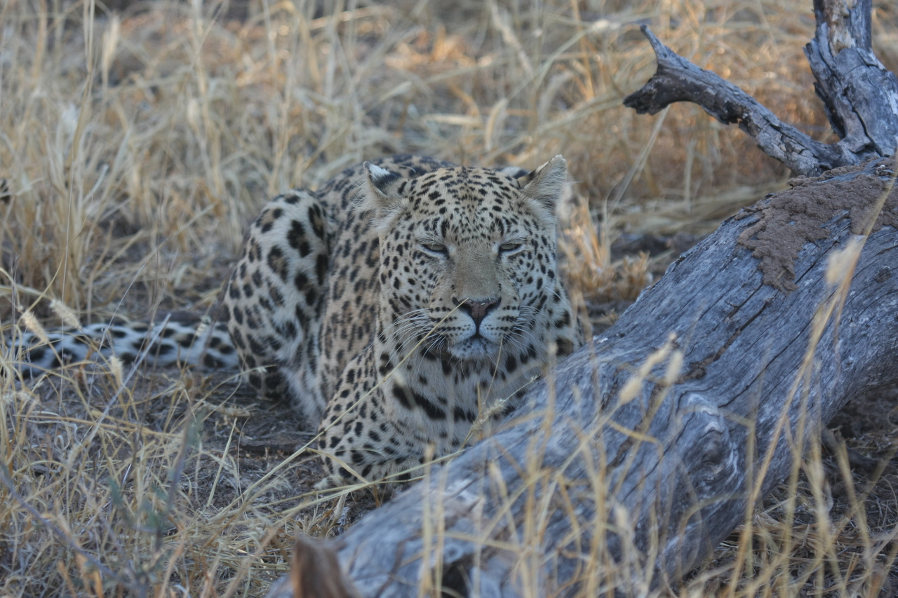 [3046] 2016_06_22_11_22_23_Africa_Canon_EOS_40D_IMG__00680.jpg