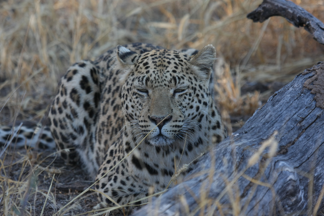 [3054] 2016_06_22_11_22_26_Africa_Canon_EOS_40D_IMG__00682.jpg