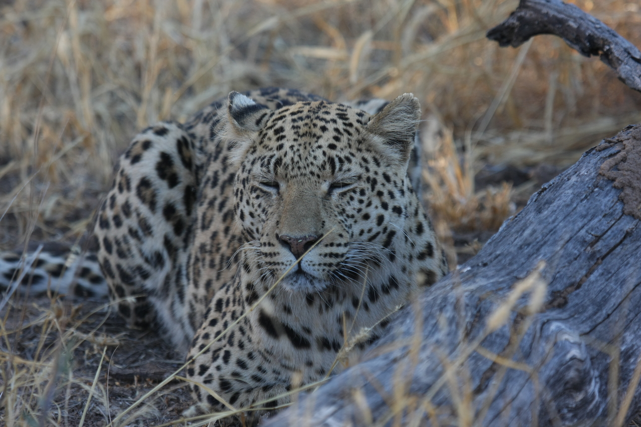 [3061] 2016_06_22_11_22_27_Africa_Canon_EOS_40D_IMG__08149.jpg