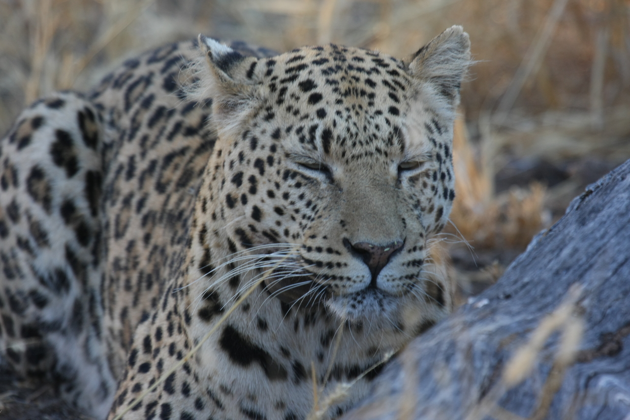 [3087] 2016_06_22_11_22_37_Africa_Canon_EOS_40D_IMG__08157.jpg