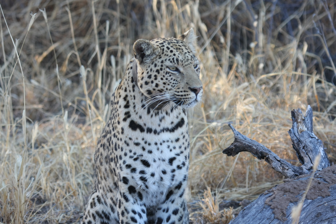 [3089] 2016_06_22_11_22_41_Africa_Canon_EOS_40D_IMG__00693.jpg