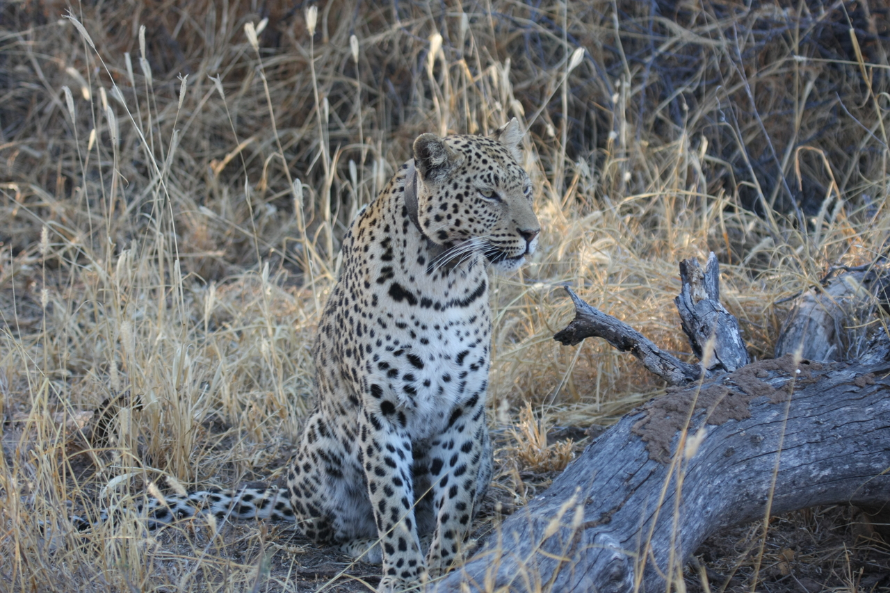 [3110] 2016_06_22_11_22_47_Africa_Canon_EOS_40D_IMG__08164.jpg
