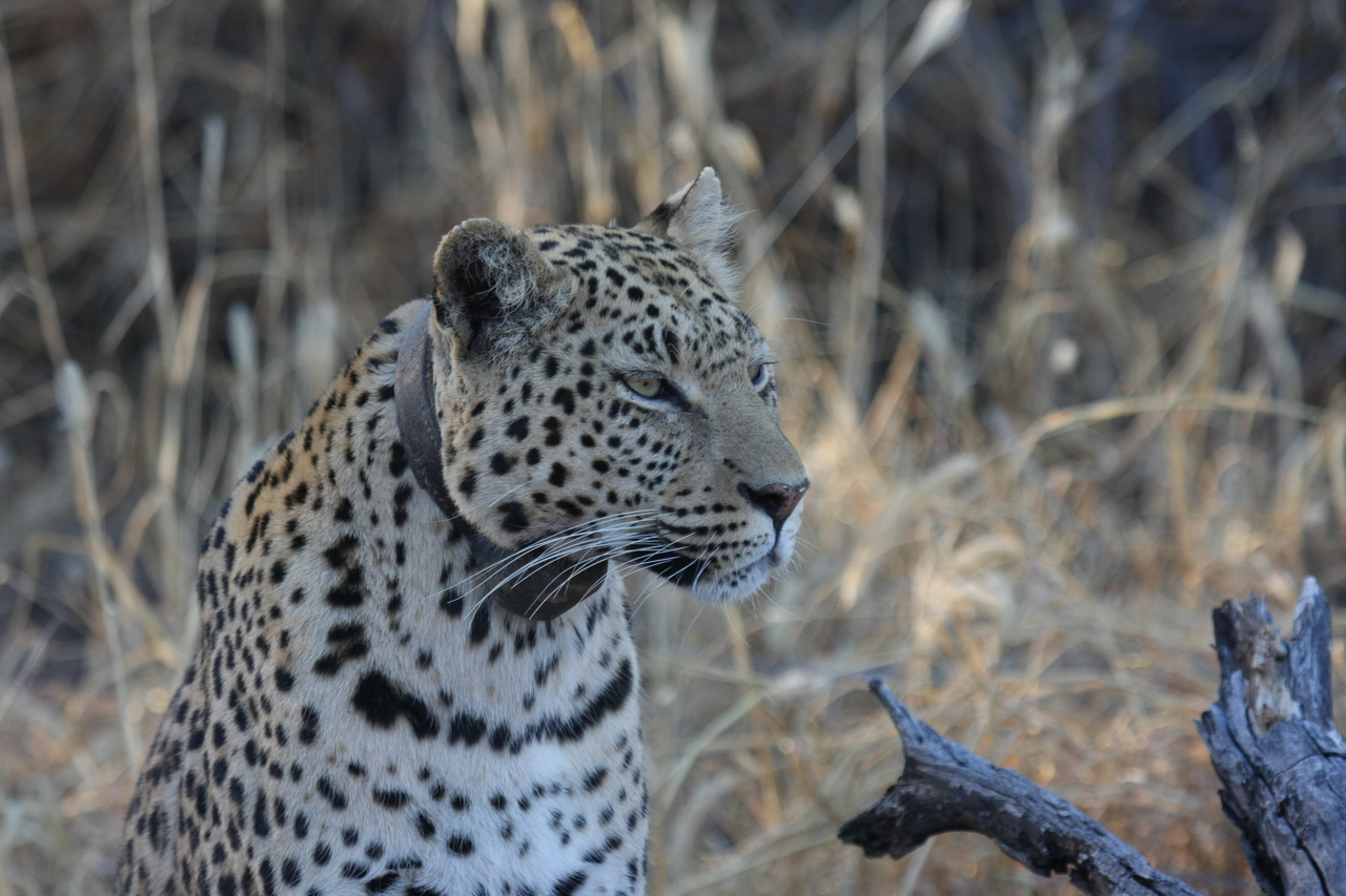 [3125] 2016_06_22_11_22_57_Africa_Canon_EOS_40D_IMG__00723.jpg