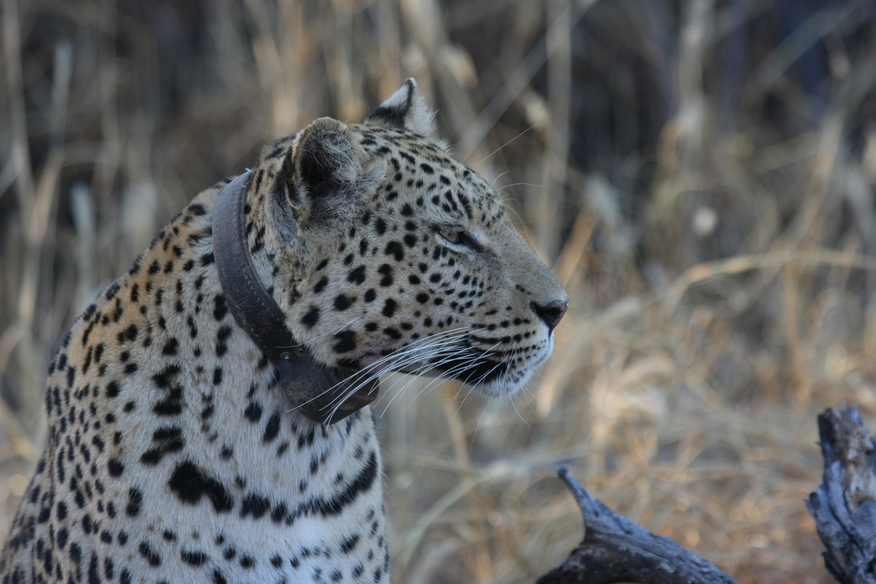 [3132] 2016_06_22_11_23_01_Africa_Canon_EOS_40D_IMG__00706.jpg