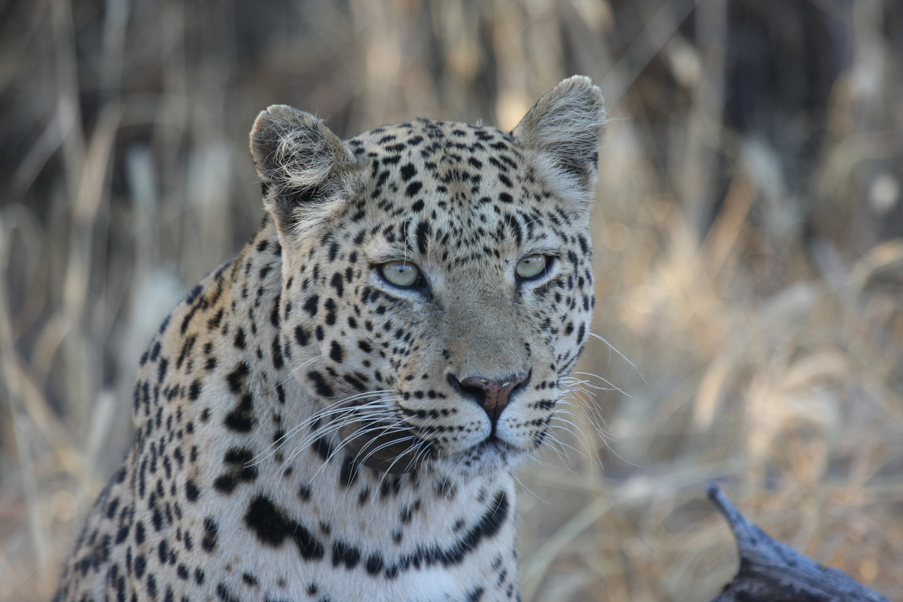 [3149] 2016_06_22_11_23_08_Africa_Canon_EOS_40D_IMG__08177.jpg