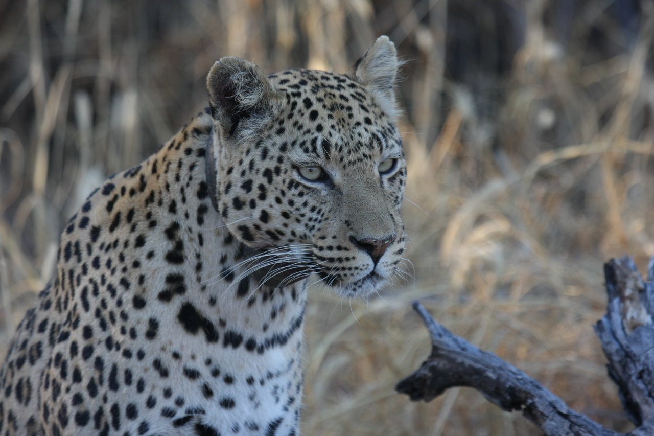 [3230] 2016_06_22_11_24_03_Africa_Canon_EOS_40D_IMG__00732.jpg