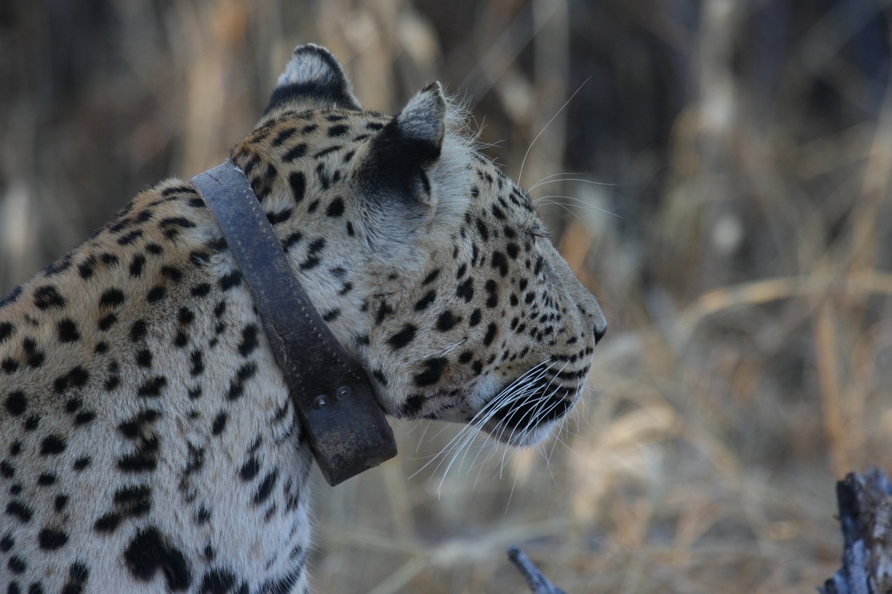[3244] 2016_06_22_11_24_11_Africa_Canon_EOS_40D_IMG__08202.jpg