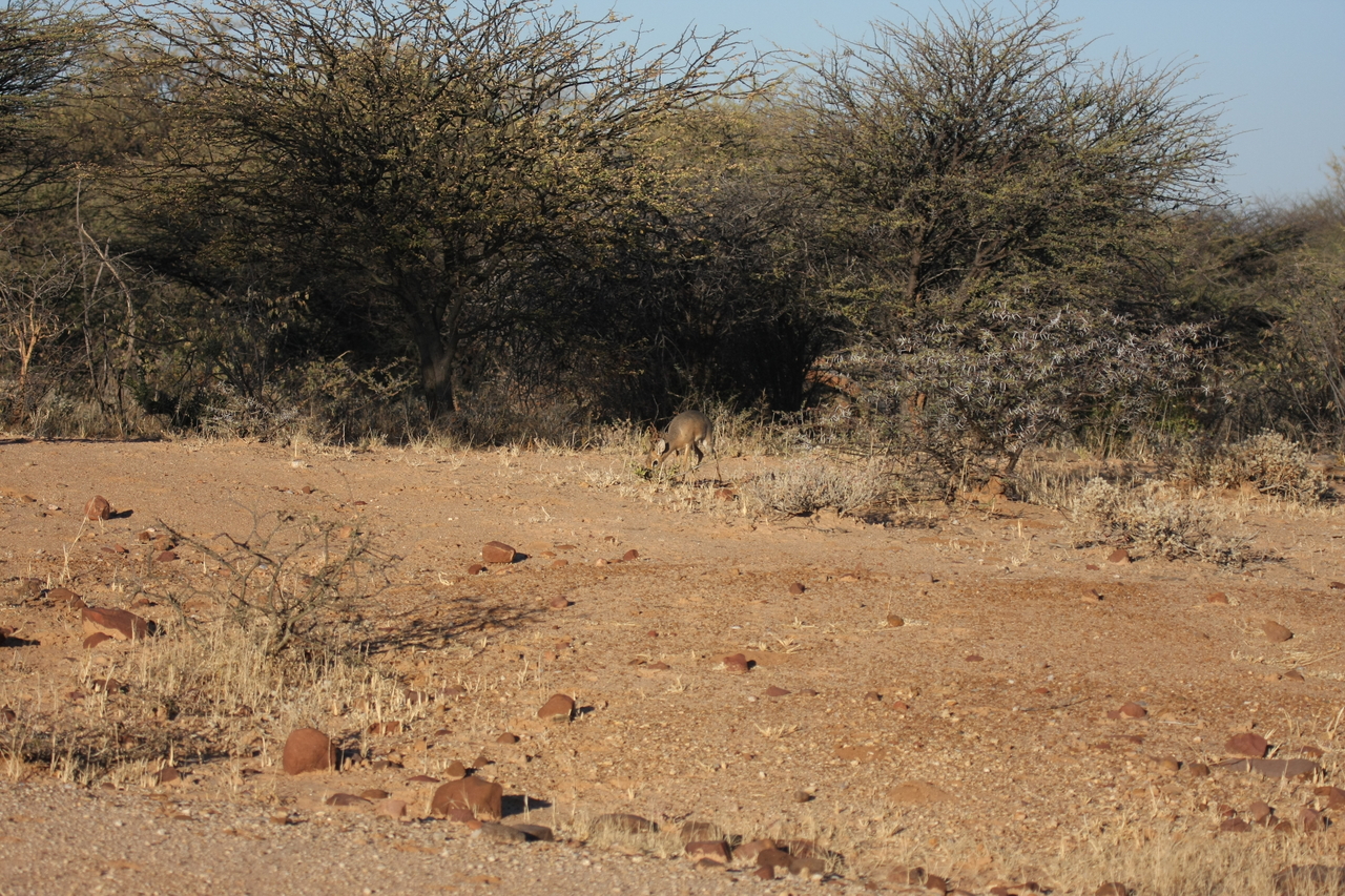 [3252] 2016_06_22_11_32_03_Africa_Canon_EOS_40D_IMG__08204.jpg