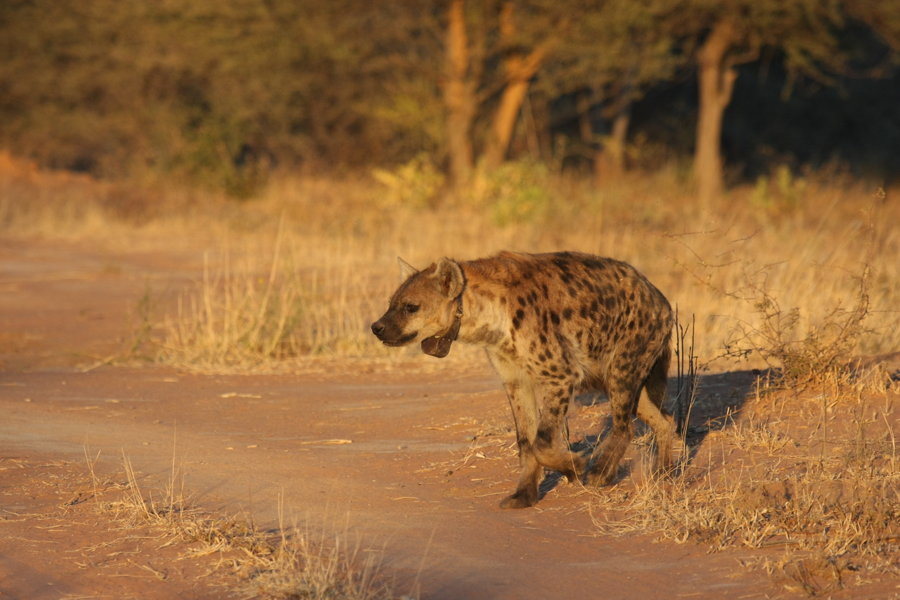 [3294] 2016_06_22_12_04_53_Africa_Canon_EOS_40D_IMG__00750.jpg