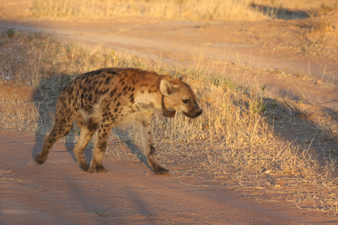 [3317] 2016_06_22_12_05_15_Africa_Canon_EOS_40D_IMG__00757.jpg