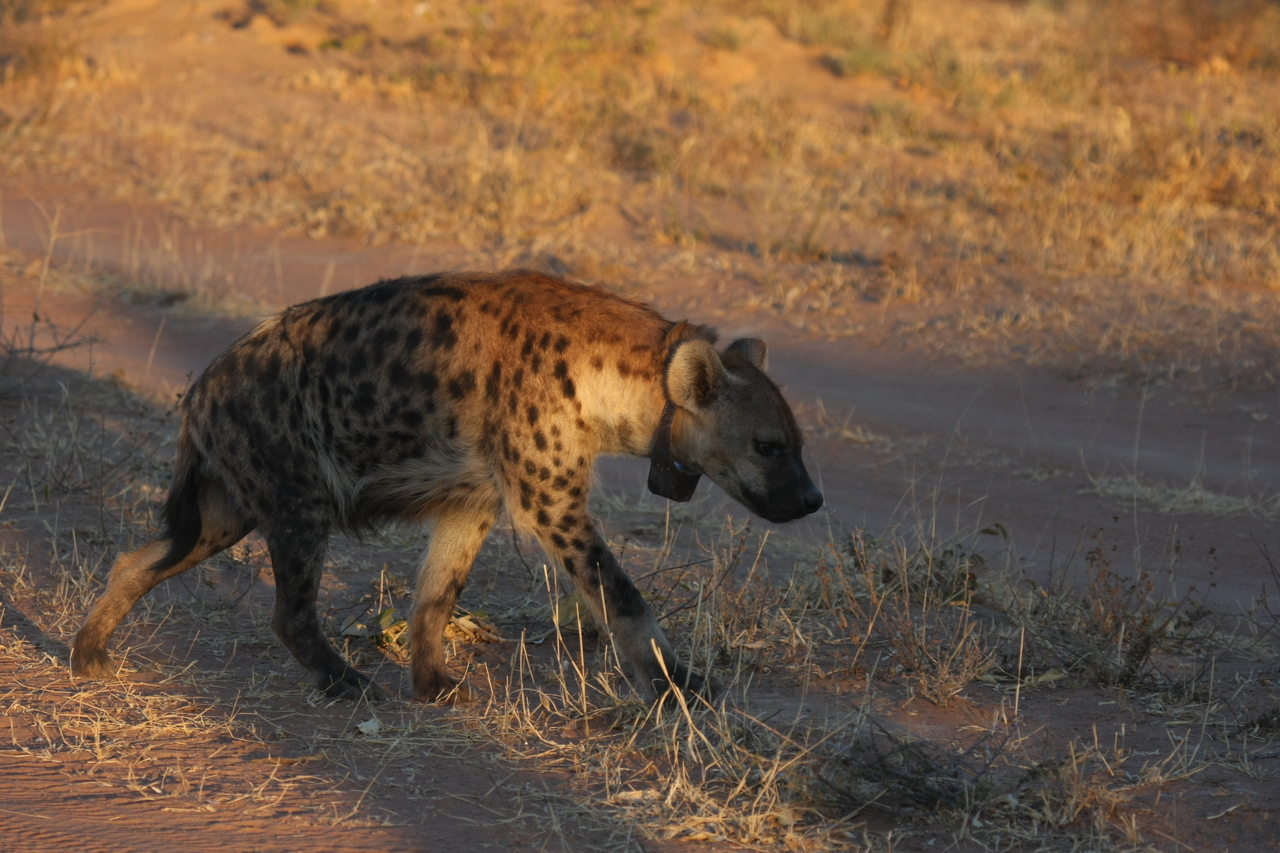 [3323] 2016_06_22_12_05_17_Africa_Canon_EOS_40D_IMG__00759.jpg