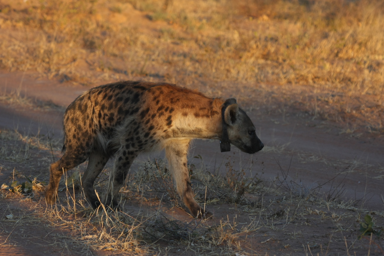 [3329] 2016_06_22_12_05_18_Africa_Canon_EOS_40D_IMG__00780.jpg