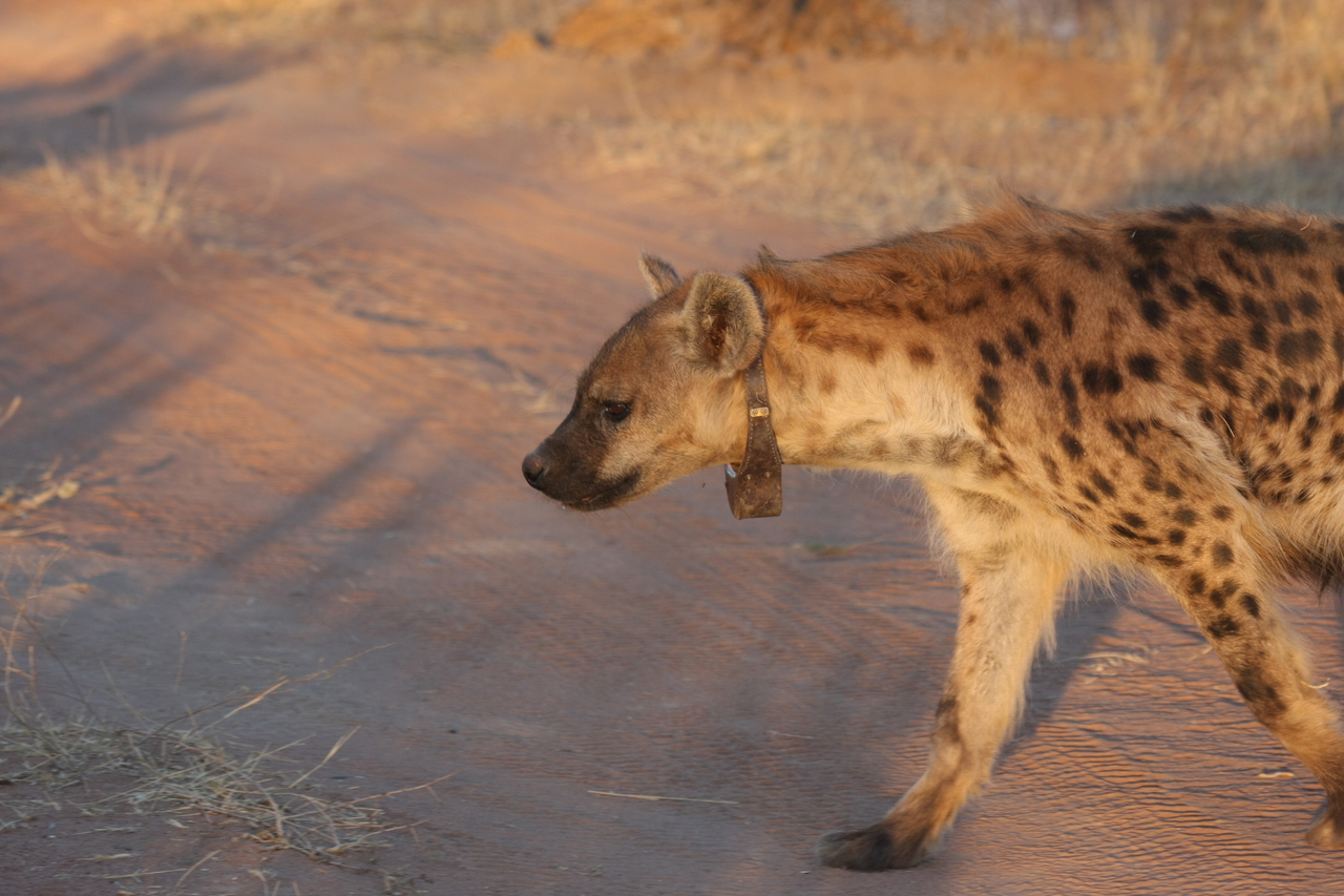 [3340] 2016_06_22_12_05_47_Africa_Canon_EOS_40D_IMG__00783.jpg