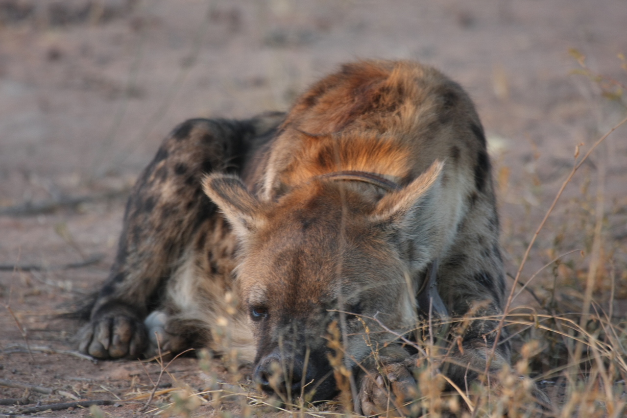 [3423] 2016_06_22_12_08_35_Africa_Canon_EOS_40D_IMG__00811.jpg