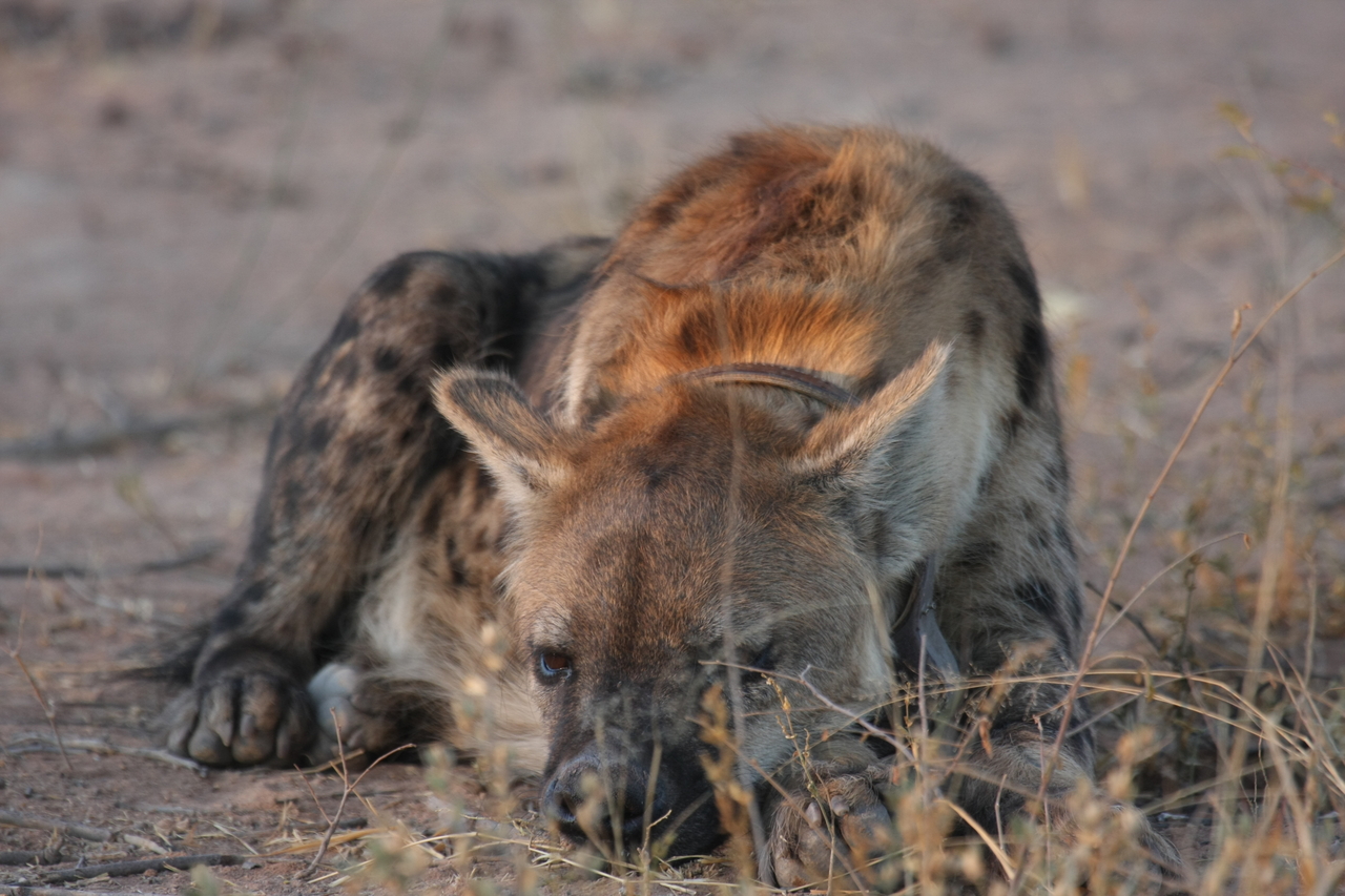 [3425] 2016_06_22_12_08_35_Africa_Canon_EOS_40D_IMG__08257.jpg
